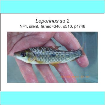 Leporinus sp 2.png